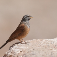 Trznadel saharyjski - Emberiza sahari - House Bunting