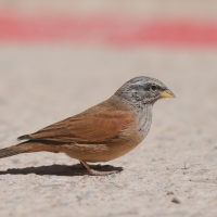 Trznadel saharyjski - Emberiza sahari - House Bunting