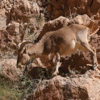 Arui grzywiasta - Ammotragus lervia - Barbary sheep