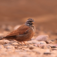 Trznadel saharyjski - Emberiza sahari - House Bunting