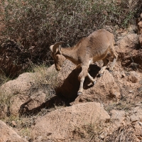 Arui grzywiasta - Ammotragus lervia - Barbary sheep