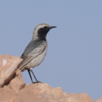 Rudorzytka - Oenanthe moesta - Red-rumped Wheatear