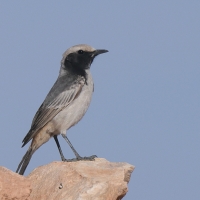 Rudorzytka - Oenanthe moesta - Red-rumped Wheatear