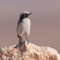 Rudorzytka - Oenanthe moesta - Red-rumped Wheatear