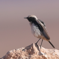 Rudorzytka - Oenanthe moesta - Red-rumped Wheatear