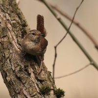 Strzyżyk - Troglodytes troglodytes - Eurasian Wren