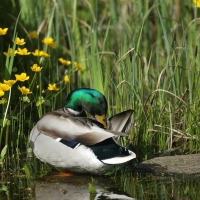 Krzyżówka - Anas platyrhynchos - Mallard