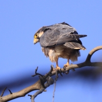Raróg górski - Falco biarmicus - Lanner Falcon