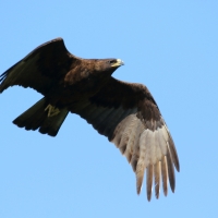 Orzełek afrykański - Hieraaetus wahlberg - Wahlberg's Eagle