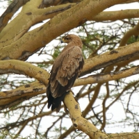 Orzeł sawannowy - Aquila rapax - Tawny Eagle