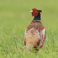 Bażant - Phasianus colchicus - Common Pheasant
