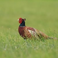 Bażant - Phasianus colchicus - Common Pheasant