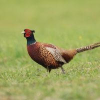 Bażant - Phasianus colchicus - Common Pheasant