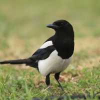 Sroka - Pica pica - Eurasian Magpie
