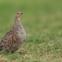 Kuropatwa - Perdix perdix - Grey Partridge