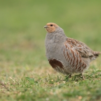 Kuropatwa - Perdix perdix - Grey Partridge