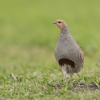 Kuropatwa - Perdix perdix - Grey Partridge