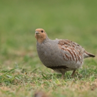 Kuropatwa - Perdix perdix - Grey Partridge