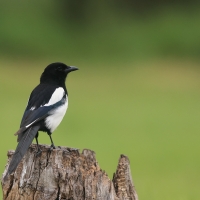 Sroka - Pica pica - Eurasian Magpie