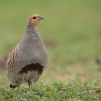 Kuropatwa - Perdix perdix - Grey Partridge