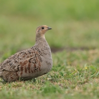 Kuropatwa - Perdix perdix - Grey Partridge