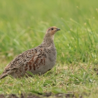 Kuropatwa - Perdix perdix - Grey Partridge