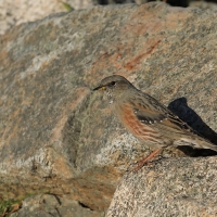 Płochacz halny - Prunella collaris - Alpine Accentor