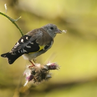 Szczygieł - Carduelis carduelis - European Goldfinch