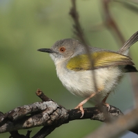 Beczak szarogrzbiety - Camaroptera brevicaudata - Grey-backed Camaroptera