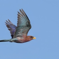 Kraskówka afrykańska - Eurystomus glaucurus - Broad-billed Roller