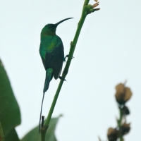 Nektarnik malachitowy - Nectarinia famosa - Malachite Sunbird