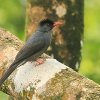 Szczeciak równosterny - Hypsipetes ganeesa - Square-tailed Bulbul
