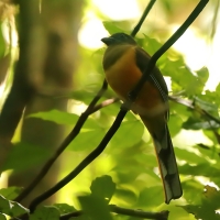 Sędzioł malabarski - Harpactes fasciatus - Malabar Trogon