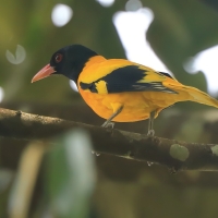Wilga złotogrzbieta - Oriolus xanthornus - Black-hooded Oriole