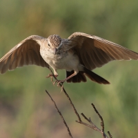 Skowroniec białobrzuchy - Calendulauda africanoides - Fawn-colored Lark