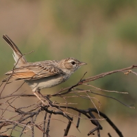 Skowroniec białobrzuchy - Calendulauda africanoides - Fawn-colored Lark