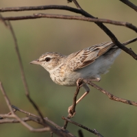 Skowroniec białobrzuchy - Calendulauda africanoides - Fawn-colored Lark