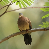 Turkaweczka modroplamkowa - Turtur afer - Blue-spotted Wood Dove