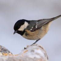 Sosnówka - Periparus ater - Coal Tit