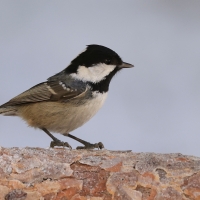 Sosnówka - Periparus ater - Coal Tit