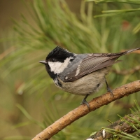 Sosnówka - Periparus ater - Coal Tit