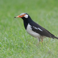 Szpak srokaty - Indian Pied Starling - Gracupica contra