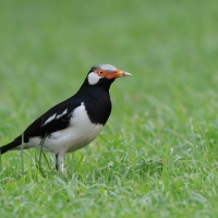Szpak srokaty - Indian Pied Starling - Gracupica contra