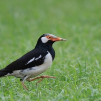 Szpak srokaty - Indian Pied Starling - Gracupica contra