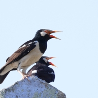 Szpak srokaty - Indian Pied Starling - Gracupica contra