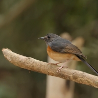 Sroczek białorzytny - White-rumped Shama - Copsychus malabaricus