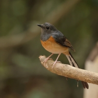 Sroczek białorzytny - White-rumped Shama - Copsychus malabaricus