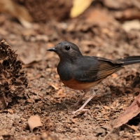 Sroczek białorzytny - White-rumped Shama - Copsychus malabaricus