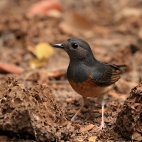 Sroczek białorzytny - White-rumped Shama - Copsychus malabaricus
