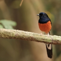 Sroczek białorzytny - White-rumped Shama - Copsychus malabaricus